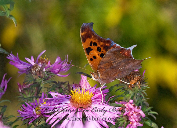 Polygonia interrogationis  QUESTION MARK 6016558