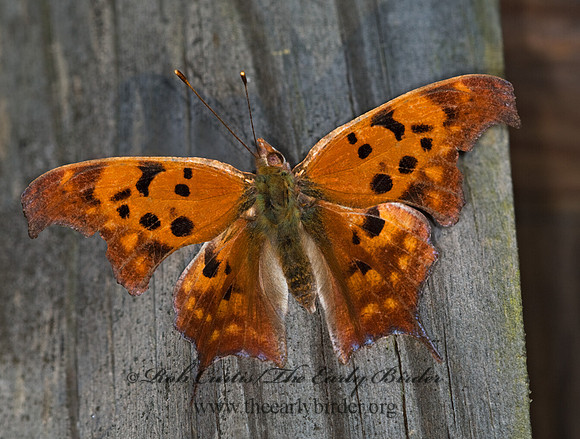 Polygonia interrogationis  QUESTION MARK 6011515