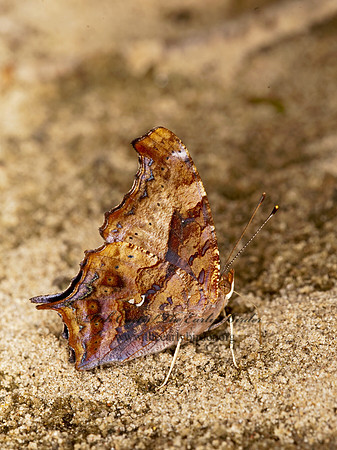 Polygonia interrogationis  QUESTION MARK 8023545