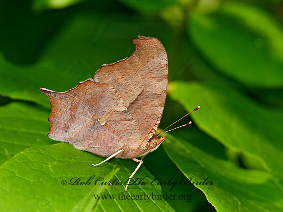 Polygonia interrogationis  QUESTION MARK 8028571