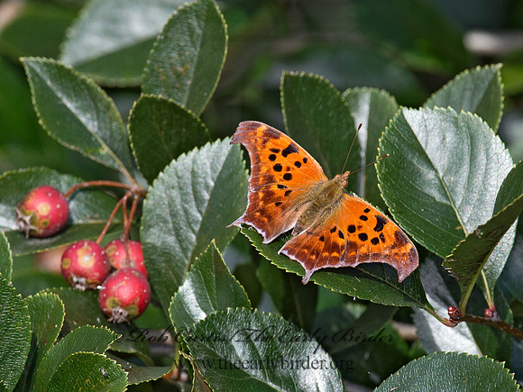 Polygonia interrogationis  QUESTION MARK 9024572
