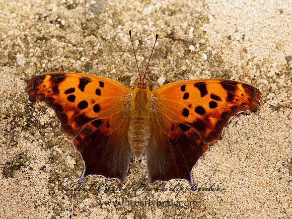 Polygonia interrogationis  QUESTION MARK 8023561