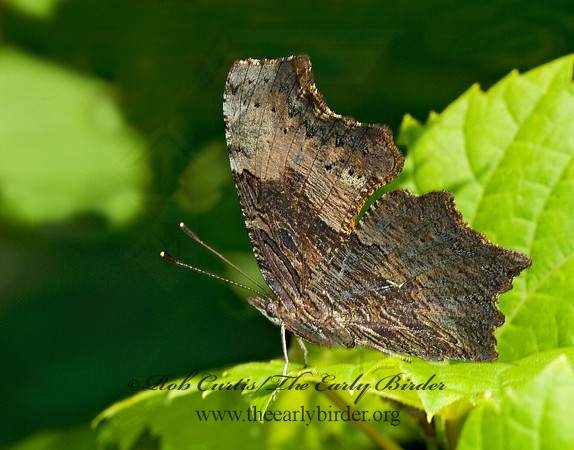 Polygonia progne - Gray Comma 6007469