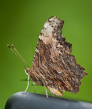 Polygonia progne - Gray Comma 8005316