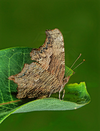 Polygonia progne - Gray Comma 1274424