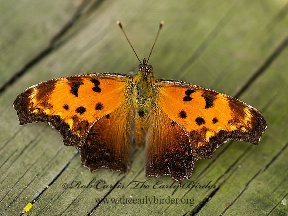 Polygonia progne - Gray Comma 8005319