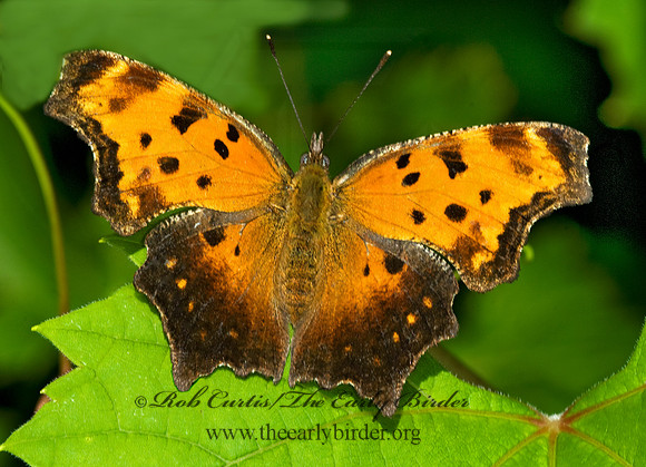 Polygonia progne - Gray Comma 6007475