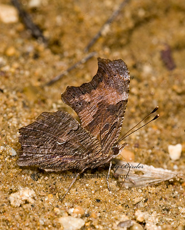 Polygonia progne - Gray Comma 8008566
