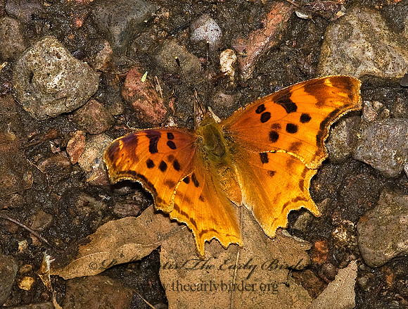 Polygonia satyrus  SATYR COMMA 6026855