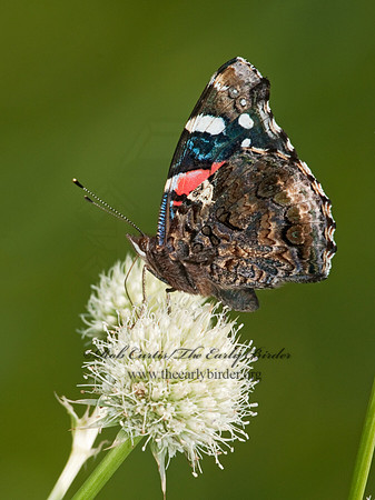 Vanessa atalanta  RED ADMIRAL 3003257