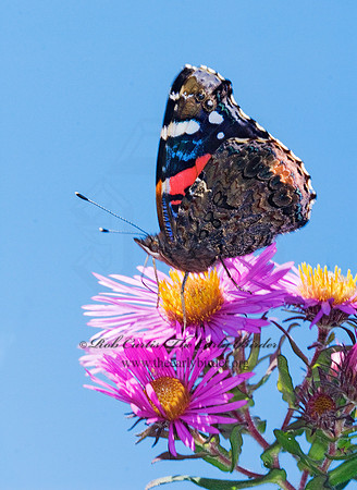 Vanessa atalanta  RED ADMIRAL 6015703
