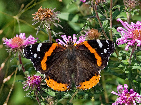 Vanessa atalanta  RED ADMIRAL 6015735