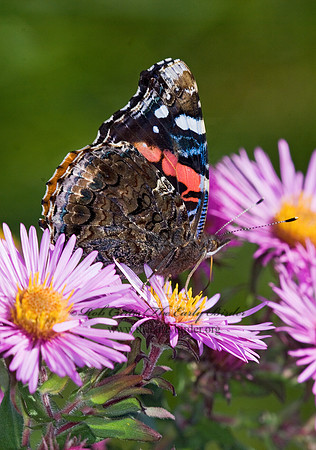 Vanessa atalanta  RED ADMIRAL 6015702