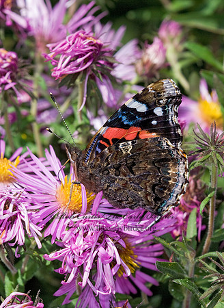 Vanessa atalanta  RED ADMIRAL 6015734