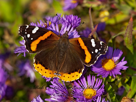 Vanessa atalanta  RED ADMIRAL 8026998