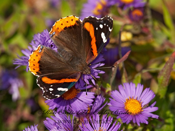 Vanessa atalanta  RED ADMIRAL 8027002
