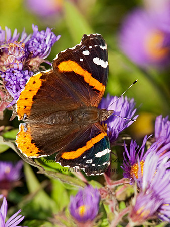 Vanessa atalanta  RED ADMIRAL 8027003