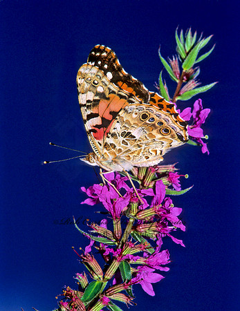 Vanessa cardui  PAINTED LADY 269110
