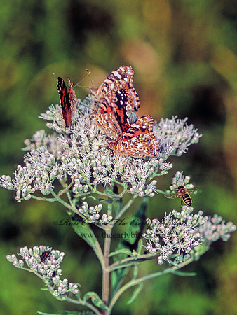 Vanessa cardui  PAINTED LADY 303117