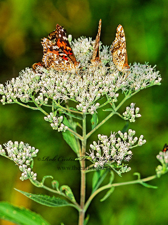 Vanessa cardui  PAINTED LADY 303115