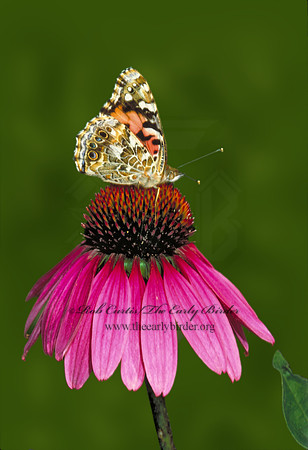 Vanessa cardui  PAINTED LADY 1284604