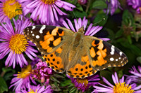 Nymphalinae, CRESCENTS & CHECKERSPOTS & ANGLEWINGS