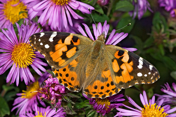 Vanessa cardui  PAINTED LADY 5016033