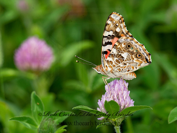 Vanessa cardui  PAINTED LADY 8028734