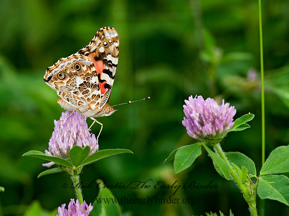 Vanessa cardui  PAINTED LADY 8028737