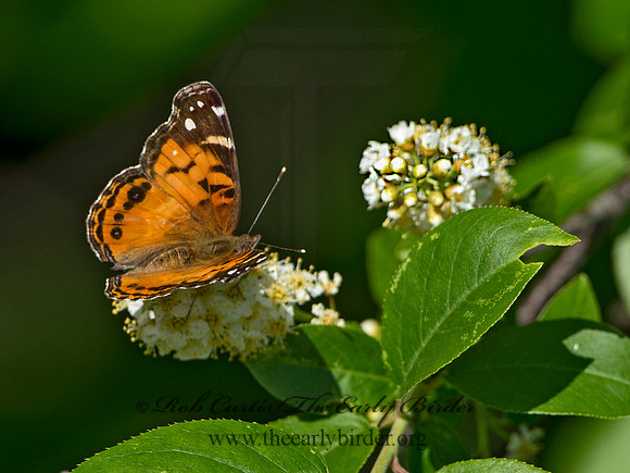 Vanessa virginiensis - American Lady  9045576