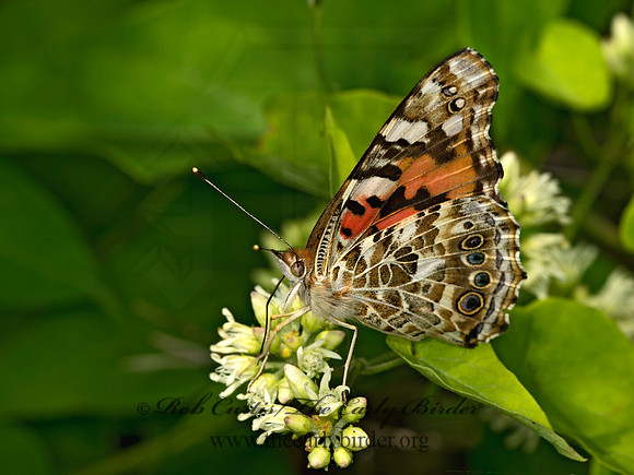 Vanessa cardui  PAINTED LADY 9048024