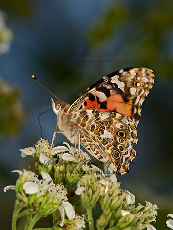 Vanessa cardui  PAINTED LADY 9052107