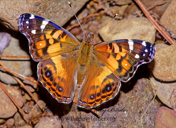Vanessa virginiensis - American Lady 171536