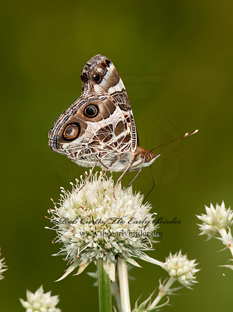 Vanessa virginiensis - American Lady 3003252