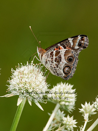 Vanessa virginiensis - American Lady 3003250