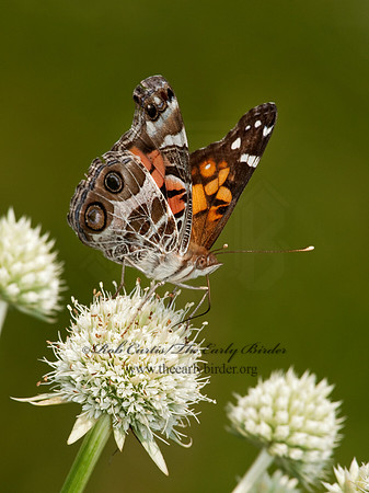 Vanessa virginiensis - American Lady 3003254