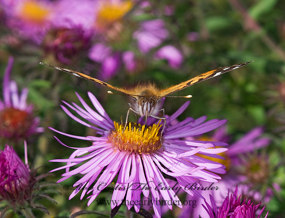 Vanessa virginiensis - American Lady 6015727