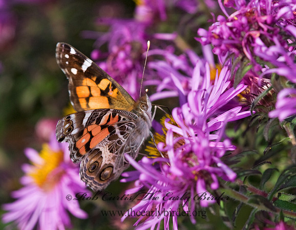 Vanessa virginiensis - American Lady 6015728