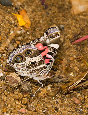 Vanessa virginiensis - American Lady 8008564