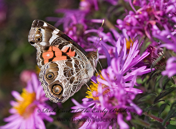 Vanessa virginiensis - American Lady 6015729