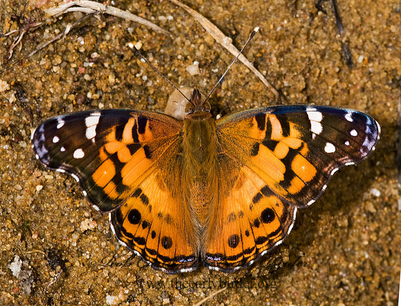 Vanessa virginiensis - American Lady 8008567