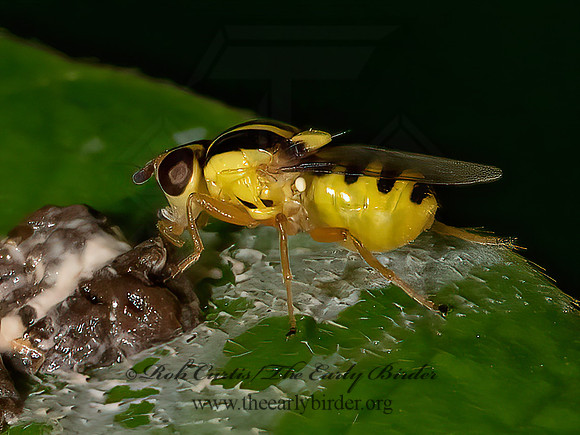 Thaumatomyia glabra  FRIT FLY 3022731z