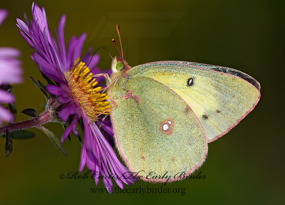 Colias philodice  CLOUDED SULPHUR 6015615z