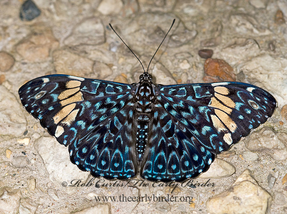 Hamadryas amphinome - Blue Cracker 8006690