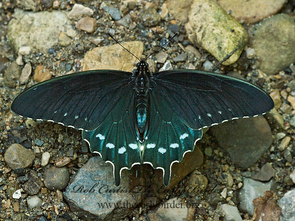 Battus philenor  PIPEVINE SWALLOWTAIL 9024239
