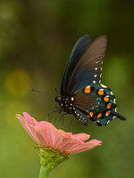 Battus philenor  PIPEVINE SWALLOWTAIL 9049440
