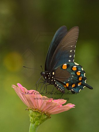 Battus philenor  PIPEVINE SWALLOWTAIL 9049440