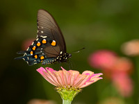 Battus philenor  PIPEVINE SWALLOWTAIL 9049441