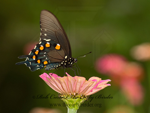 Battus philenor  PIPEVINE SWALLOWTAIL 9049441