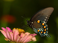 Battus philenor  PIPEVINE SWALLOWTAIL 9049450